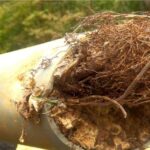 Preventing Tree Root Ingress Witney with Expert Solutions