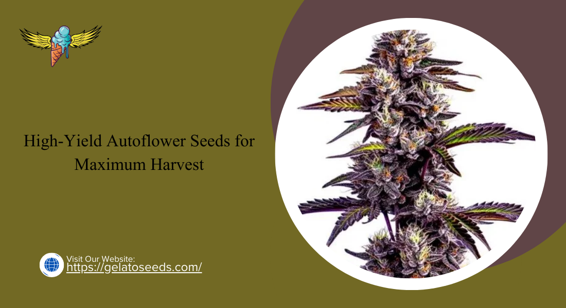 High-Yield Autoflower Seeds