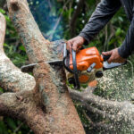 Tree-removals-in-Melbourne