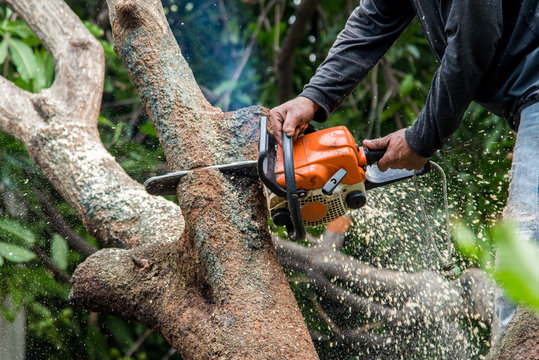 Tree-removals-in-Melbourne
