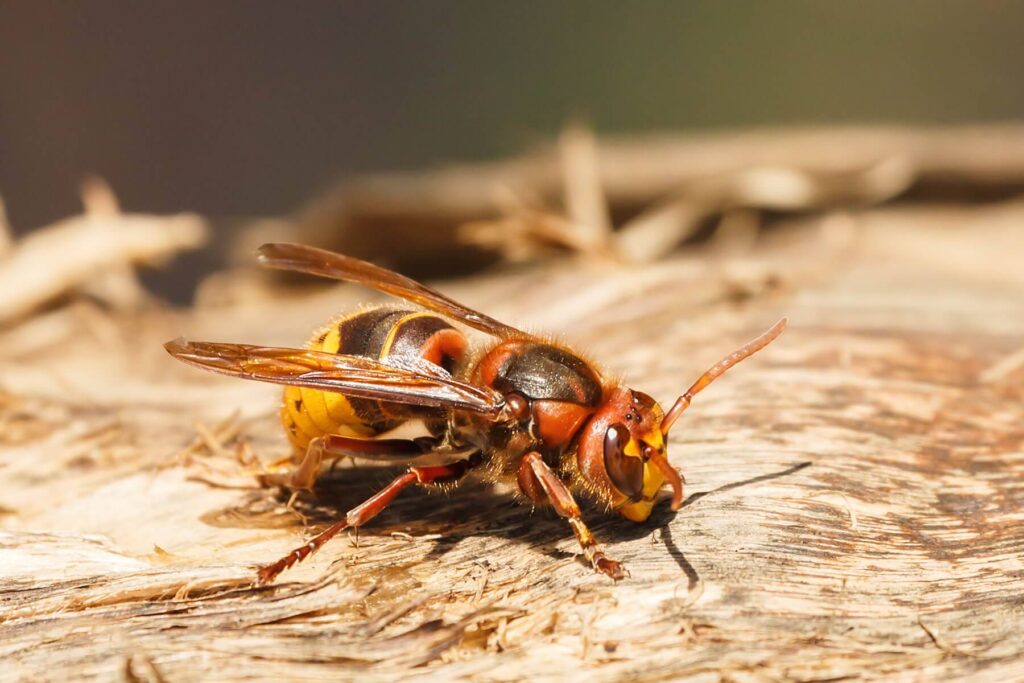 wasp-control-Markham