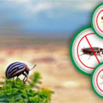 pest control oldsmar