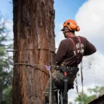Emergency Tree Removal Services