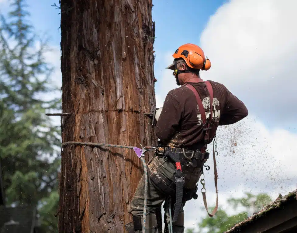 Emergency Tree Removal Services