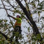 Local Tree Removal