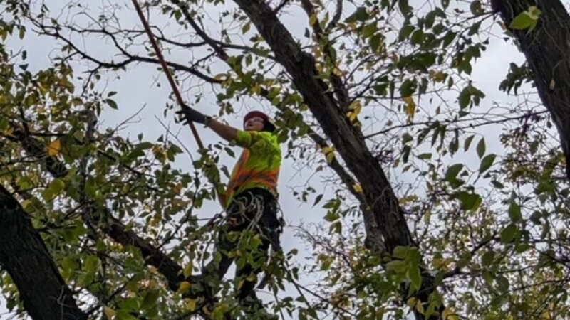 Local Tree Removal
