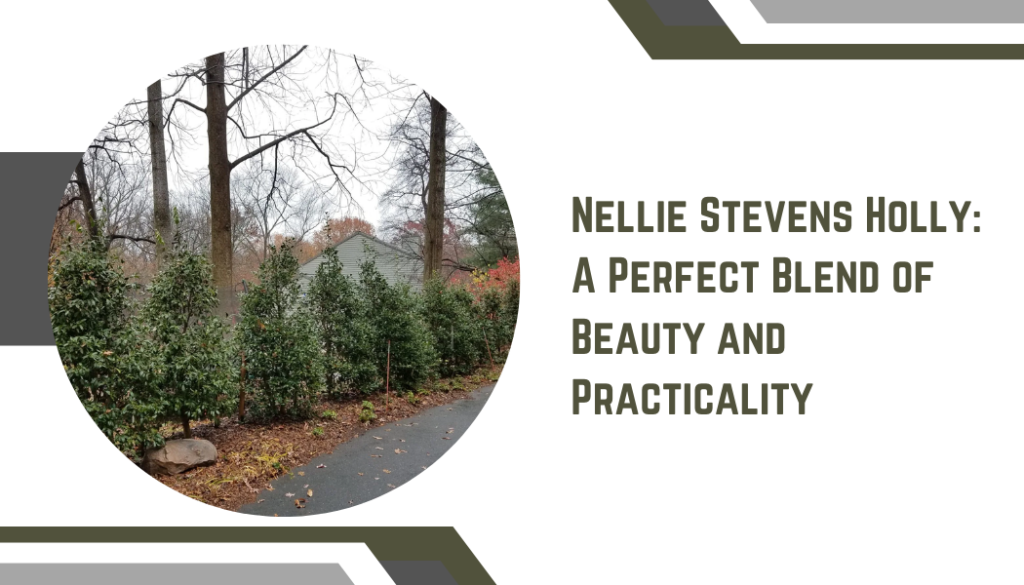 Nellie Stevens Holly