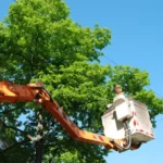 Affordable Tree Removal