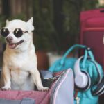 travel suitcase for dogs
