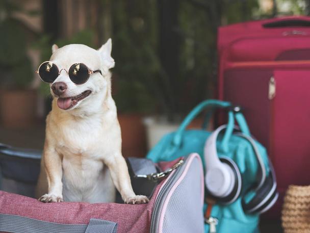 travel suitcase for dogs