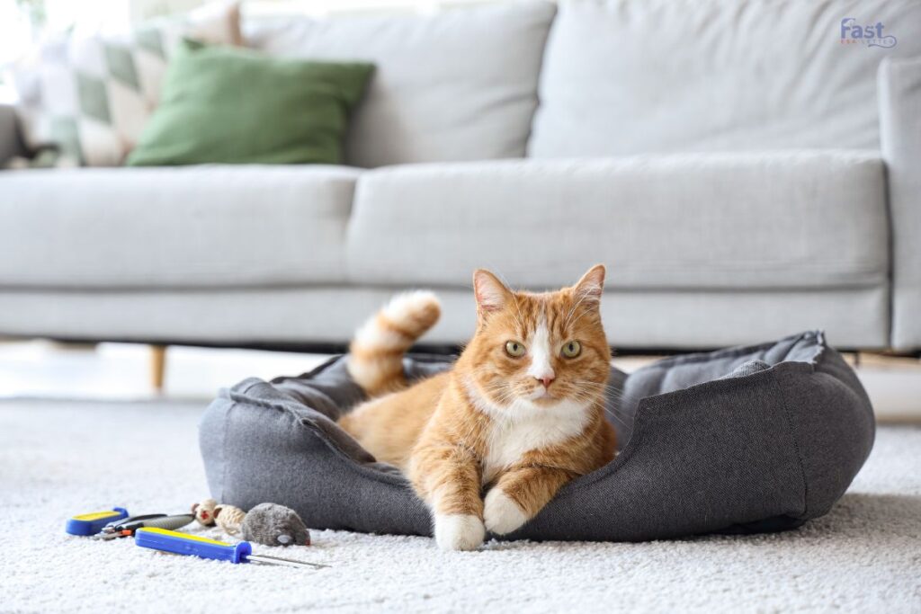 esa-pet-rent-image
