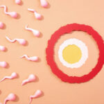 difference between sperm and ovum