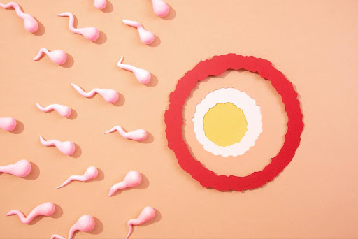 difference between sperm and ovum