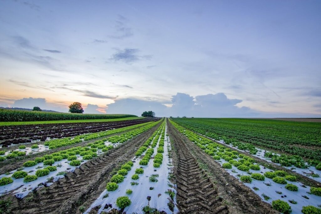 Sustainable Agriculture Farming