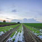 Sustainable Agriculture Farming