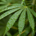 Cannabis SEO agency