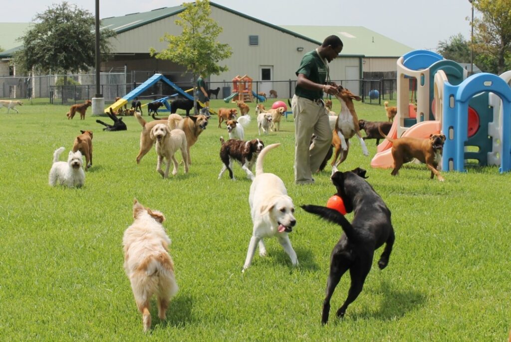 Dog day care center