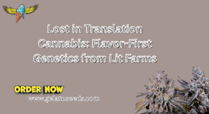 Lost in Translation Cannabis