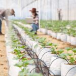 agronomist-examines-growing-melon-seedlings-farm-farmers-researchers-analysis-plant_1150-10598