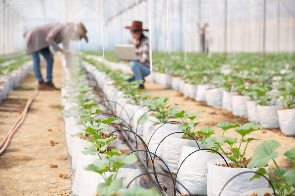 agronomist-examines-growing-melon-seedlings-farm-farmers-researchers-analysis-plant_1150-10598