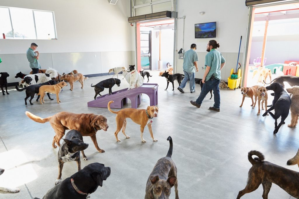 dog day care center Natick