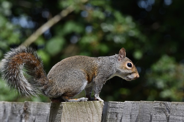 Effective Squirrel Control in Richmond Hill: Protecting Your Home and Property