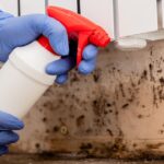 Mold in Long Beach: What Every Homeowner Needs to Know
