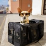 dog carrier purse