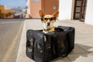 dog carrier purse