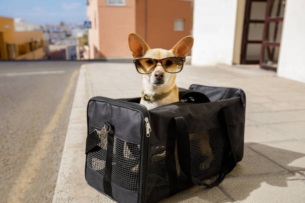 dog carrier purse