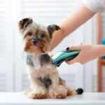 pet grooming Carver