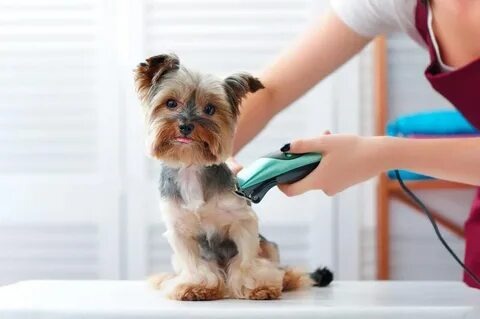 pet grooming Carver