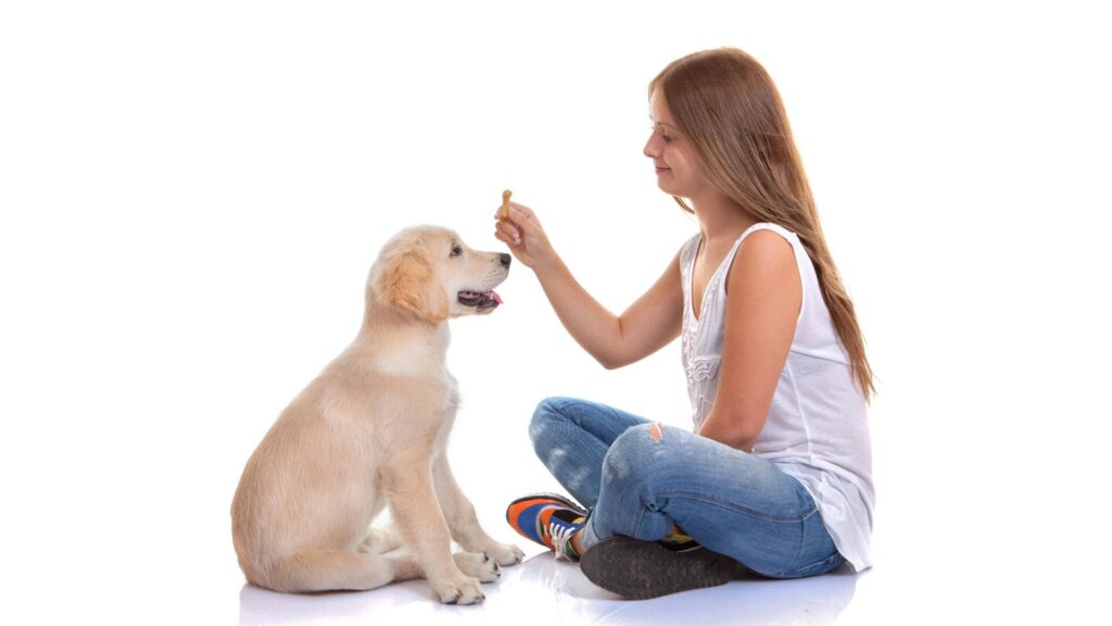 puppy training services in Hutchinson
