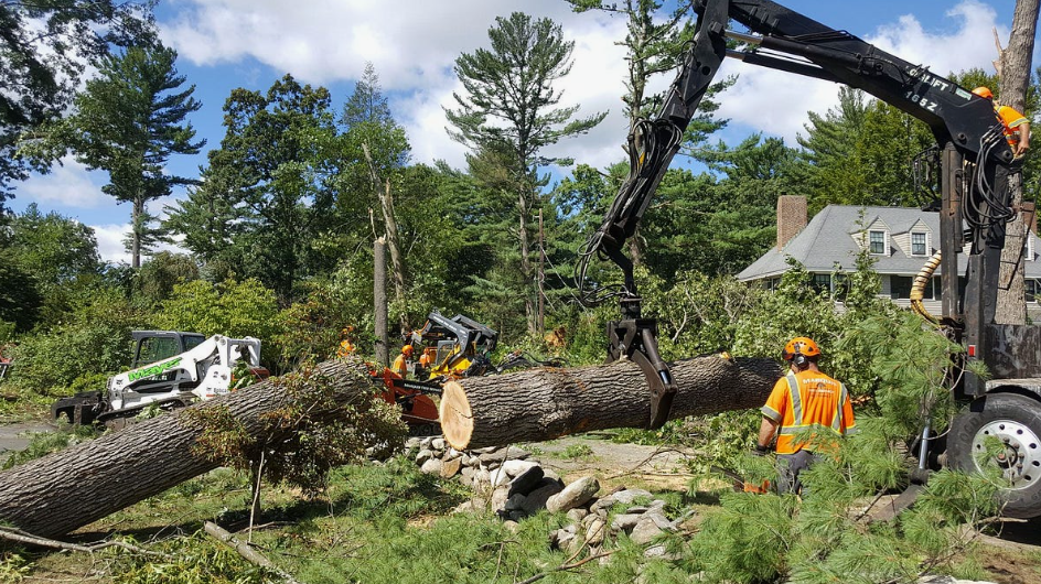 tree removal