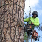 tree service