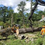 tree service Lenox