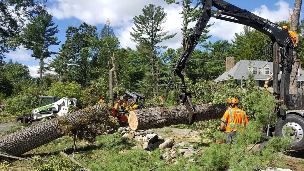 tree services Fayetteville AR