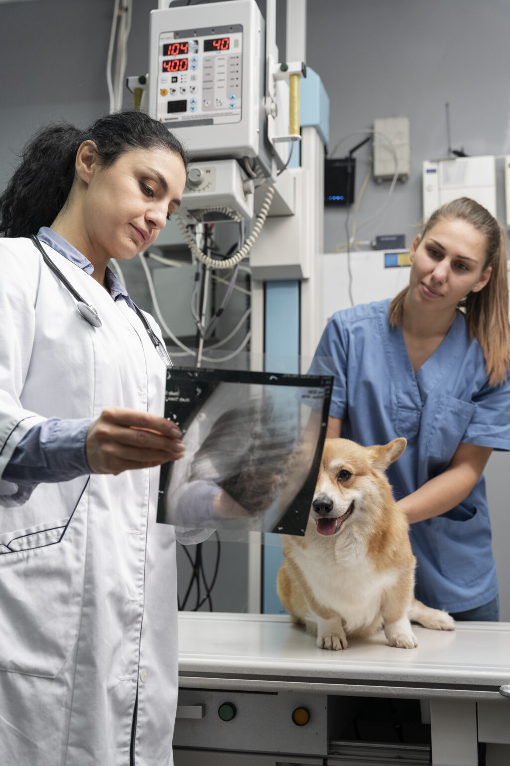 veterinarian-taking-care-pet-dog