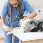 young-female-veterinarian-injecting-dog-with-injection-table-clinic