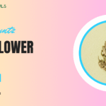 Black Runtz THCa Flower (2)