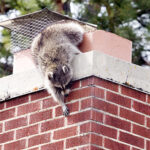Chimney Animal Removal