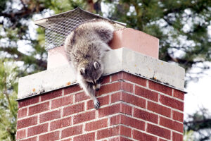 Chimney Animal Removal