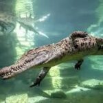 Dubai Crocodile Park