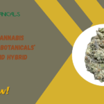 Gelato King Cannabis Strain