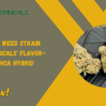 Gelato Runtz Weed Strain