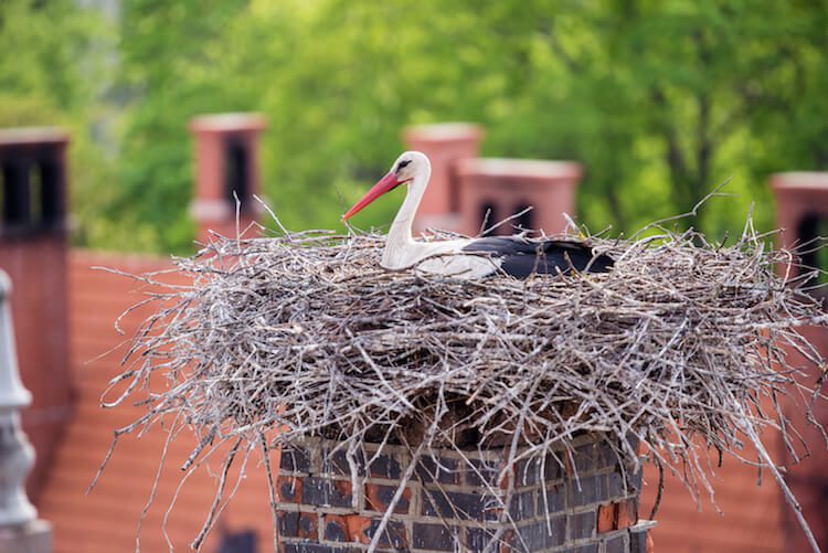 Why Is Chimney Animal Removal Essential in Norman