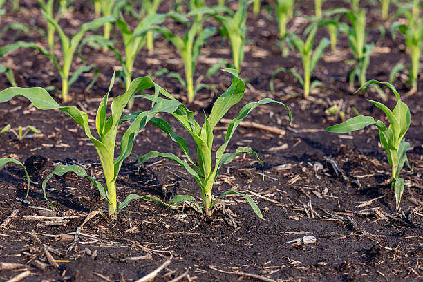 Crop yield forecasting