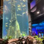Aquarium hobbyist
