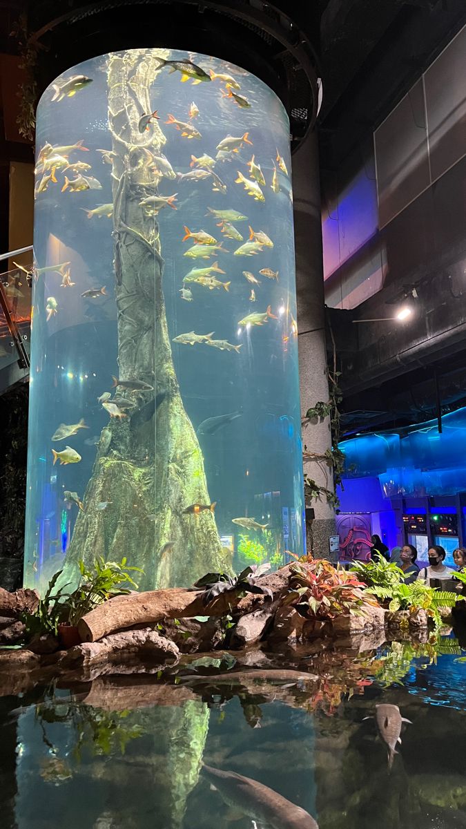 Aquarium hobbyist