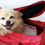 small dog carrier bag